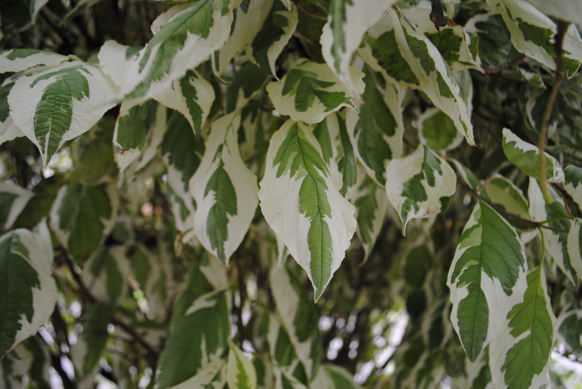 Листья дёрена. 