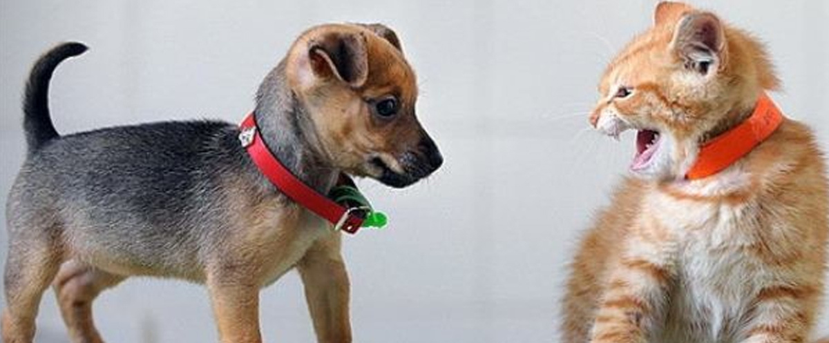 Взято из интернета.