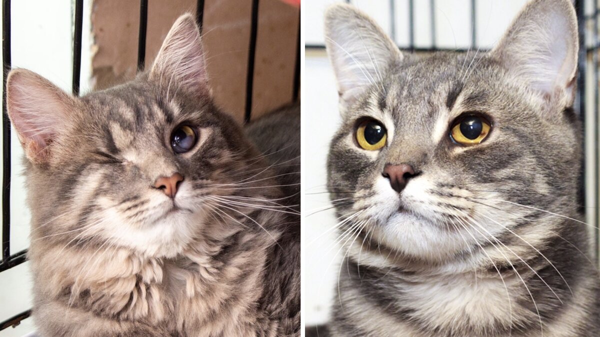 Пирус и Тостер, 7 месяцев 