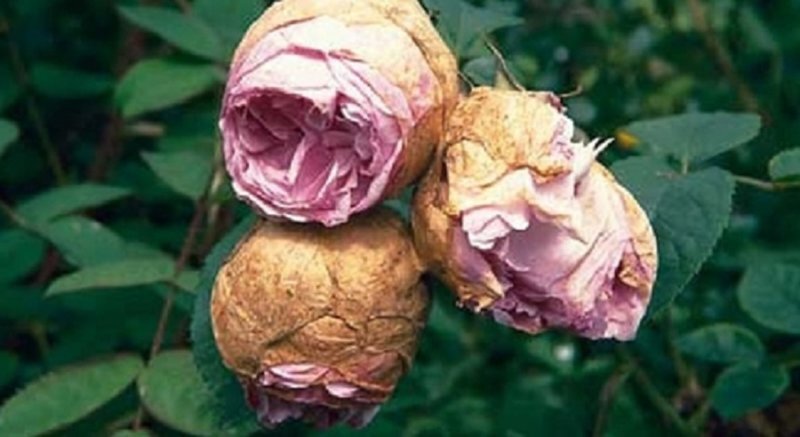 Фото Яндекс.Картинки