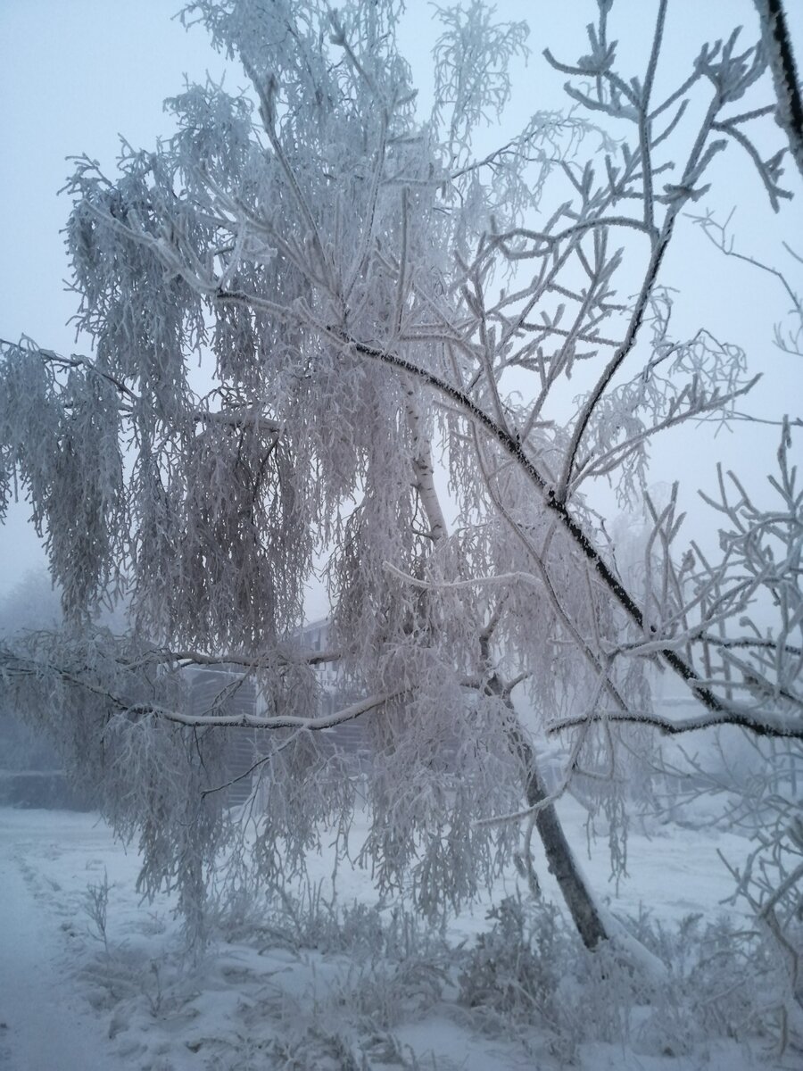 В спящих деревьях есть своя красота
