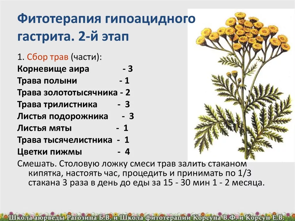 Как заваривать тысячелистник. Тысячелистник пижма Полынь. Пижма Полынь гвоздика. Пижма обыкновенная. Полынь пижма гвоздика пропорции.