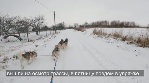 Очень тяжёлая работа, 4м хаски тянуть бегемота. Осматривает трассу перед пятничным заездом в упряжке.