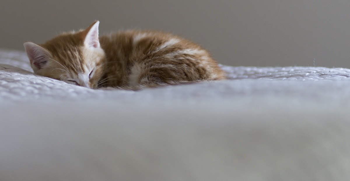 Котенок на белом пледе, открытый источник