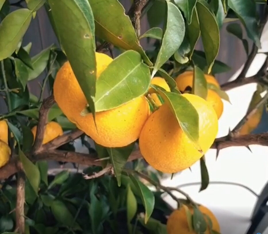 Символ благополучия — юдзу