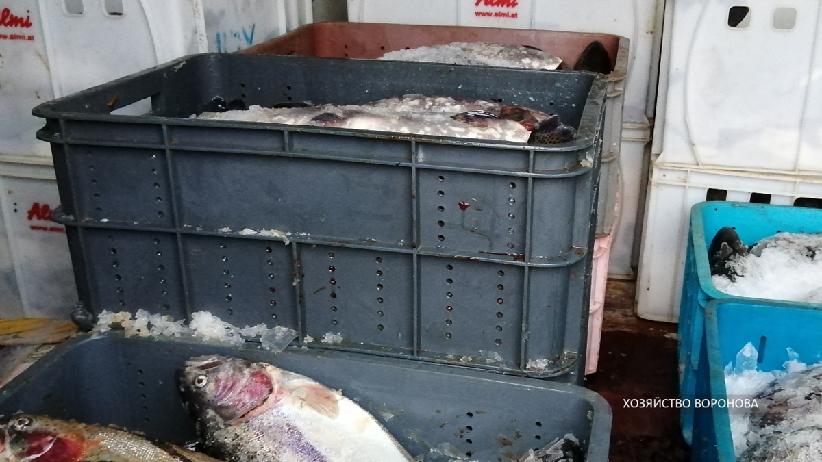 Форель. Продажа с автомобиля