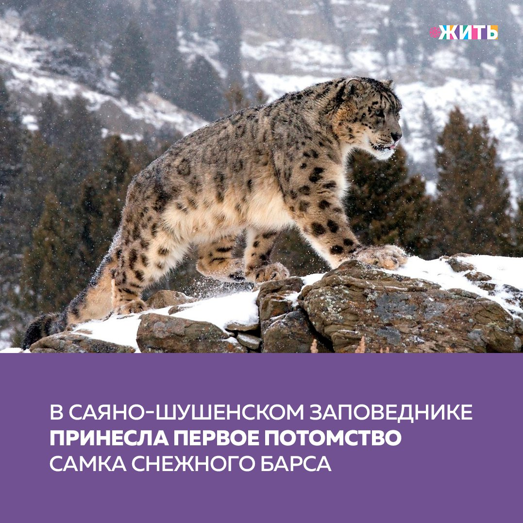 Презентация про саяно шушенский заповедник