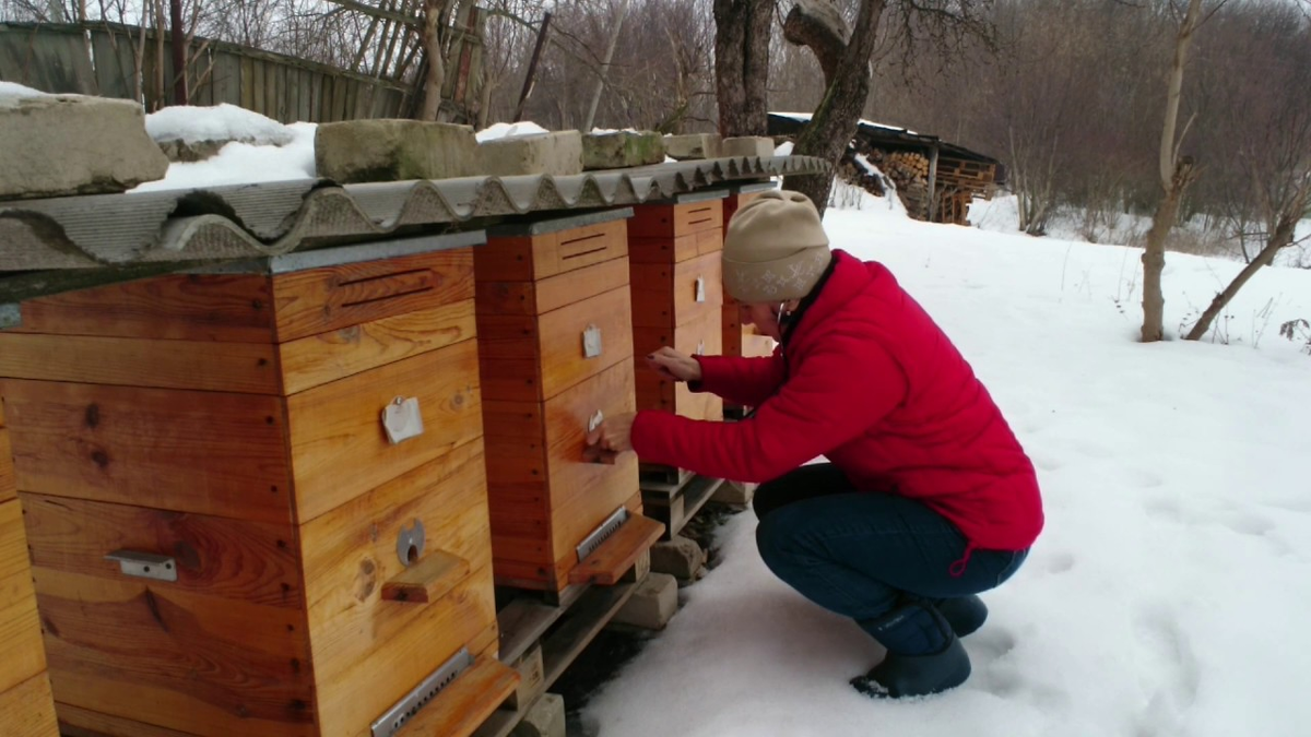 Даже зимой пчеловоду не до отдыха. (Фото из свободного доступа.)