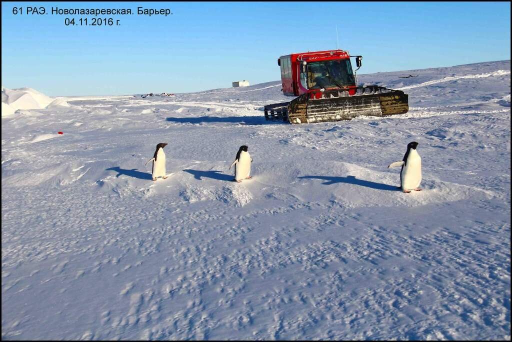 Новолазаревская