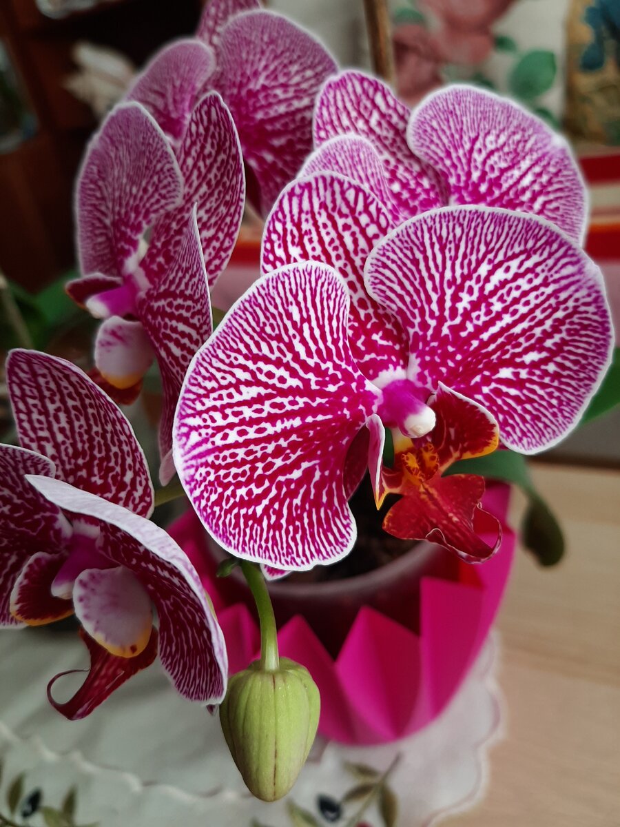 Так выглядели мои орхидеи летом. Фото автора статьи. 