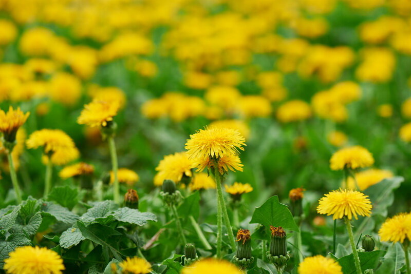 Одуванчики (Фото используется по стандартной лицензии ©azbukaogorodnika.ru)