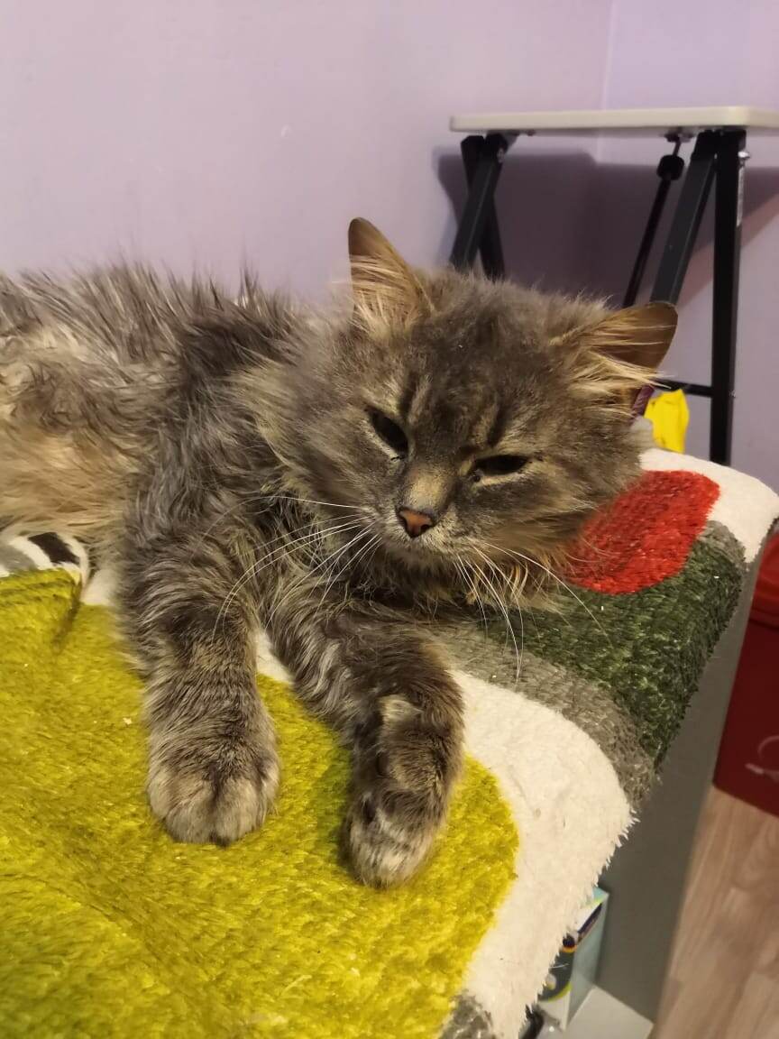Грей