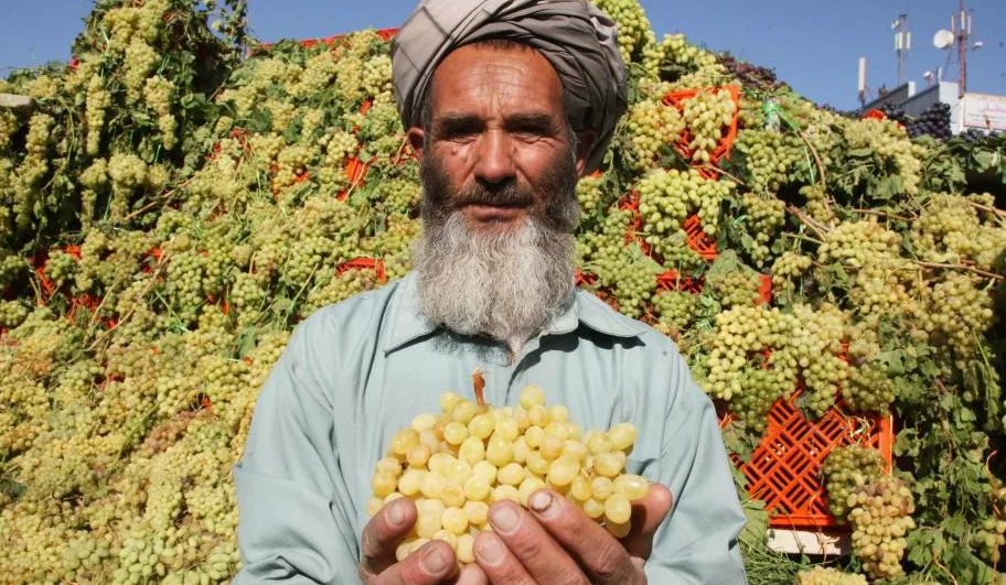 Афганистан всегда был богат виноградом. Райские сады Востока. Фото из открытых источников.