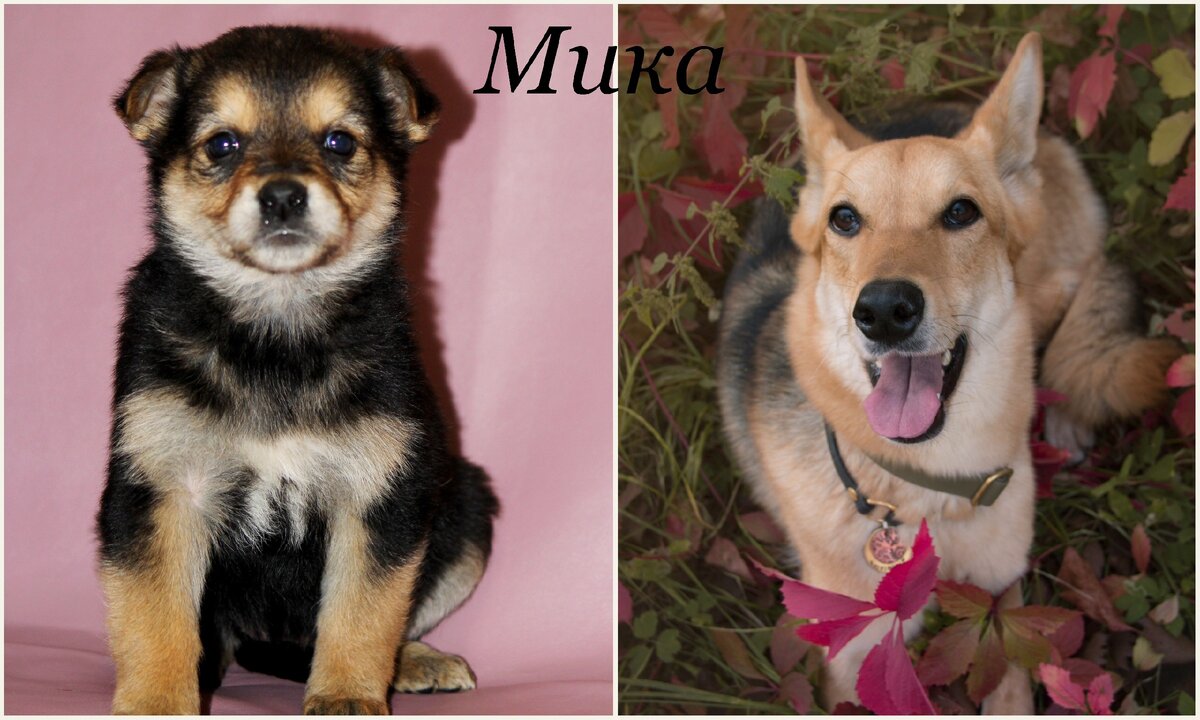 Мика порыжела