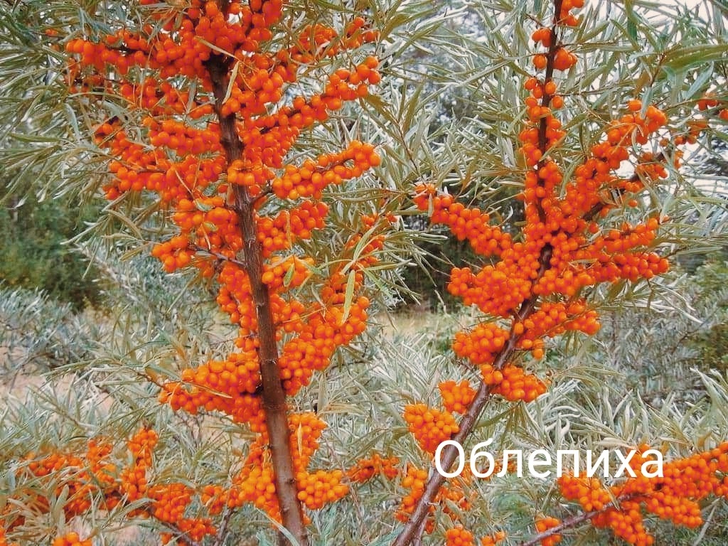 Любимый чай в детстве