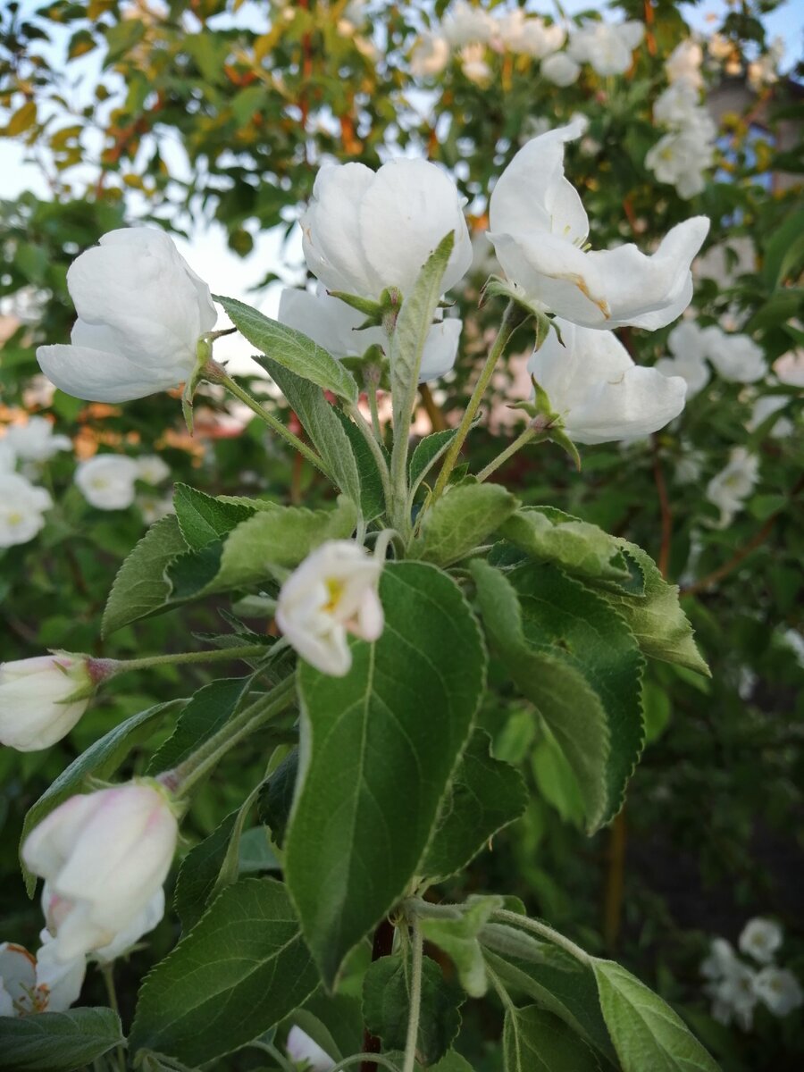 Для кого-то чистая аура может ассоциироваться с другим, но для меня - это яблоневый цвет