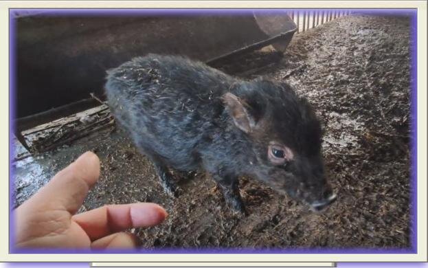 Вьетнамские свиньи