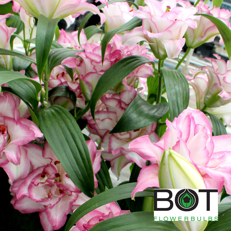 Все фото с сайта компании Bot Flowerbulbs, главной в мире по лилиям. свободный доступ.