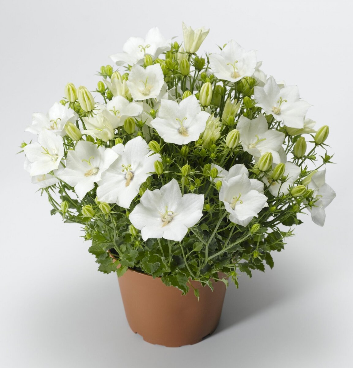 Колокольчик карпатский, сорт  PRISTAR (DEEP BLUE). Фото Интернет