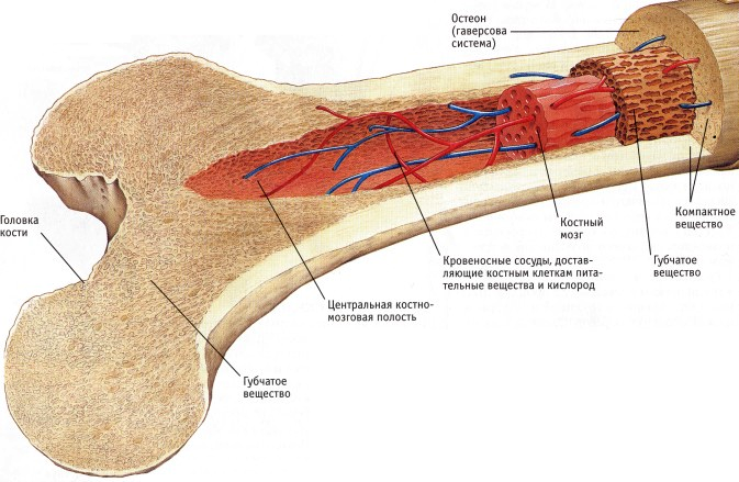 Бедренная кость строение