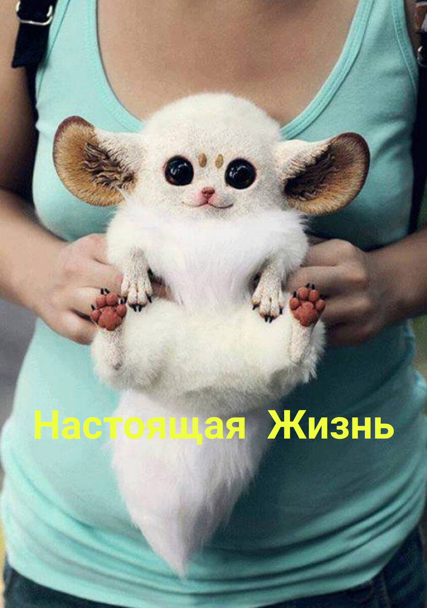 Мадагаскарский Глазоух