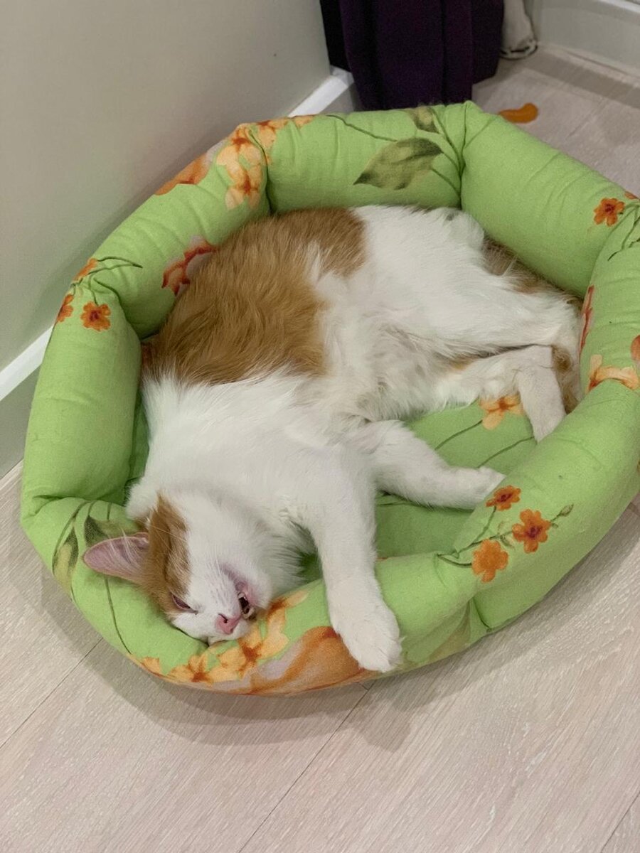 После того, как понял, что можно доверять, котик отсыпается в лежанке.