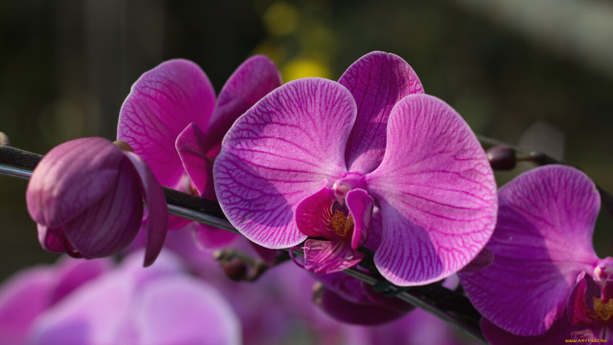 Нежная  орхидея