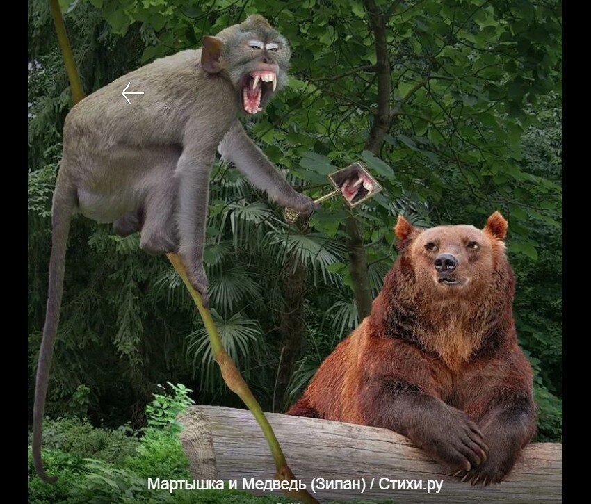 Мартышка и медведь. Медведь и обезьяна. Медвежонок и обезьянка. Мишка обезьяна. Медвежья обезьяна.