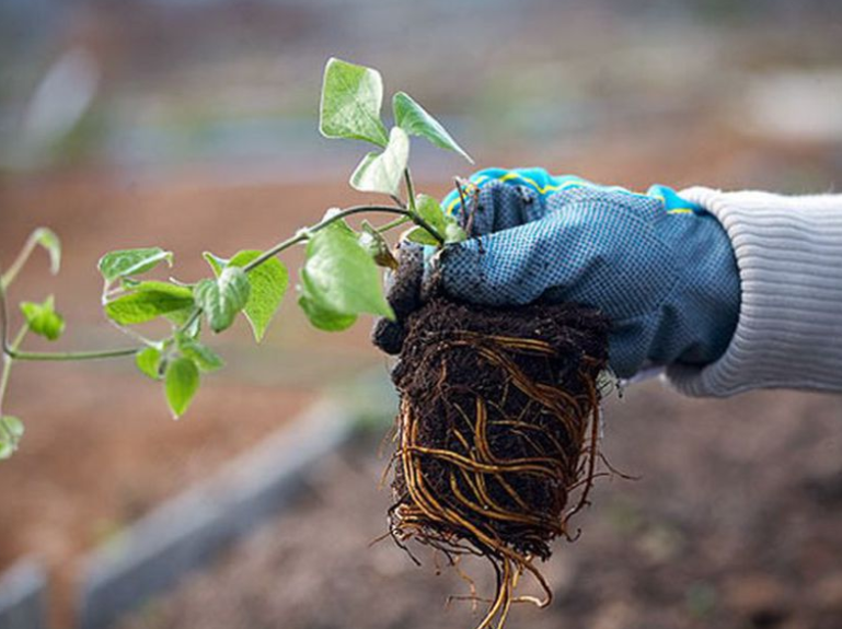 Ссылка на фотографию https://clck.ru/U87ht