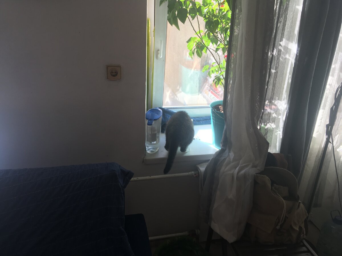 Кошка