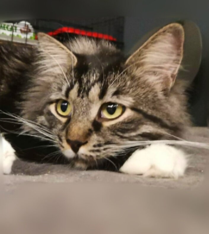 Майор Туча...