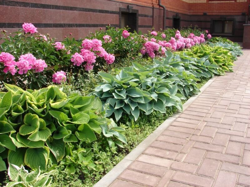 Пионы и хосты