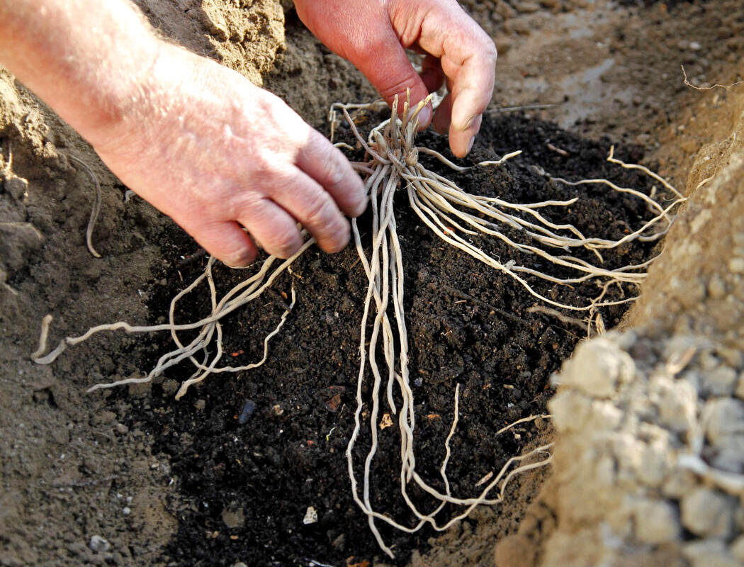 Зелёная или белая: спаржу часто высаживают в виде голого корневища, причем корни спаржи помещают на небольшие холмики на расстоянии 40 сантиметров друг от друга.