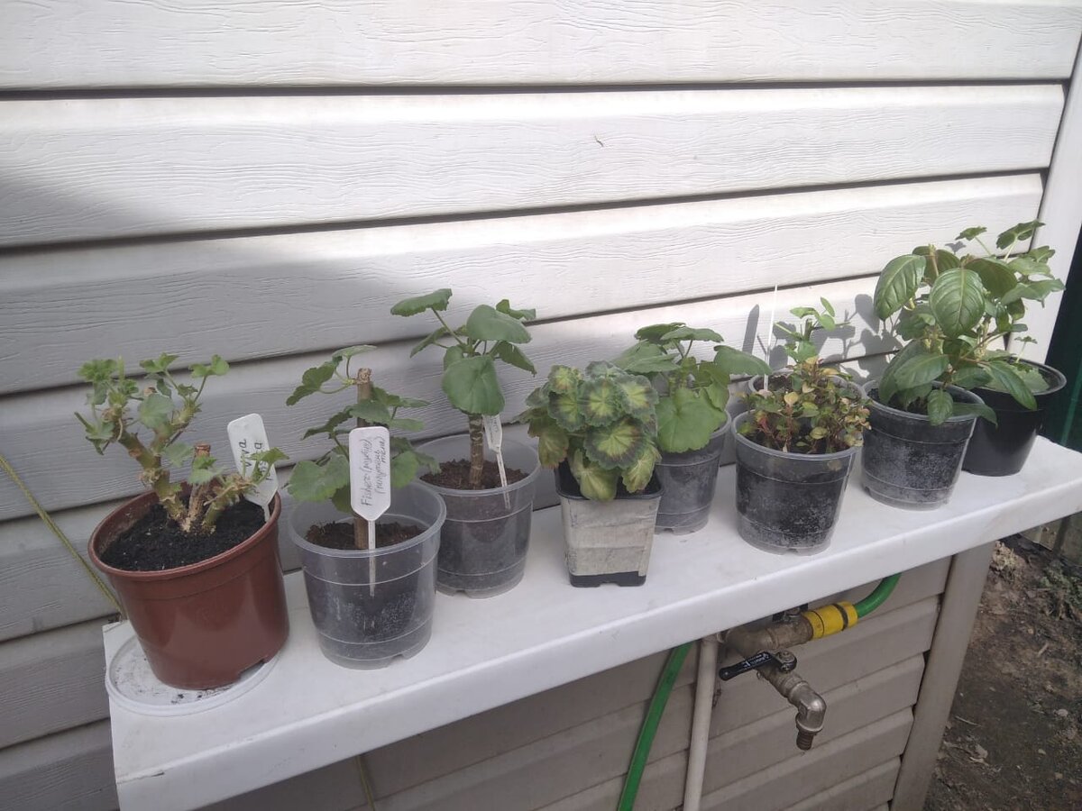 Слева крайняя - Розита, справа вторая - фуксия "Вайт Кинг". Посередине пестролистная - "Сандра Мефан". 