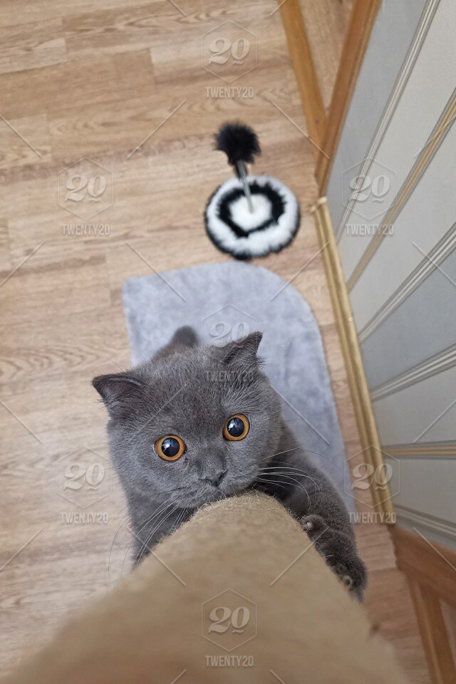 изображение автора