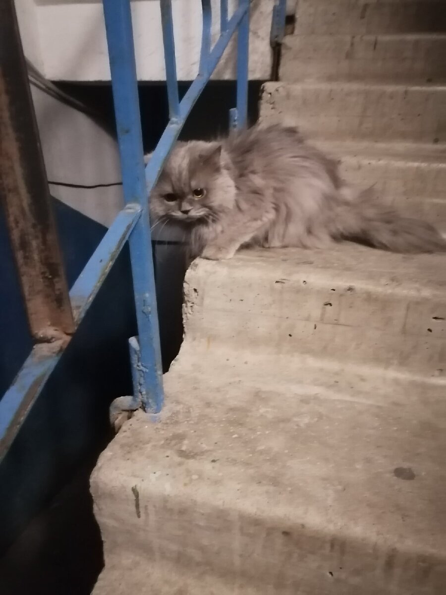 Кот сидел перед закрытой дверью квартиры и не понимал, почему его не пускают домой...