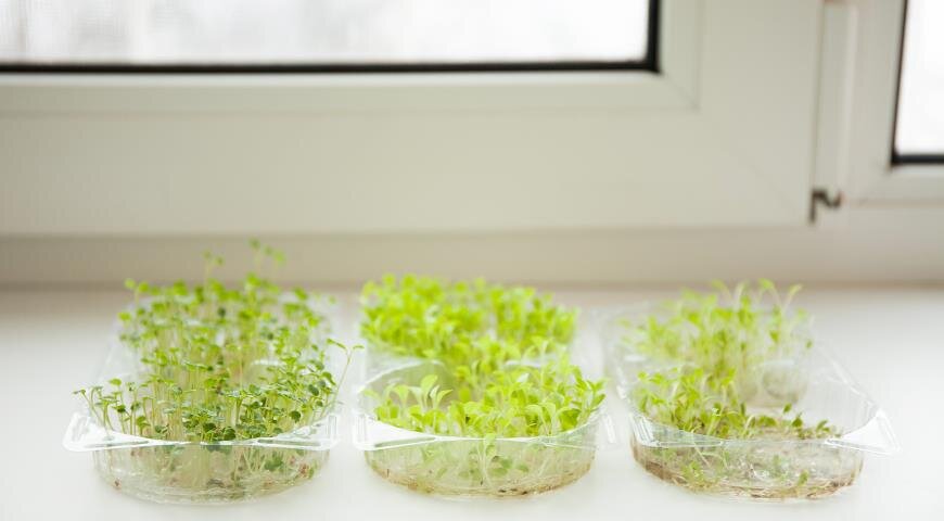 Квартирная ферма - как выращивать свежую зелень в своей квартире круглый год?