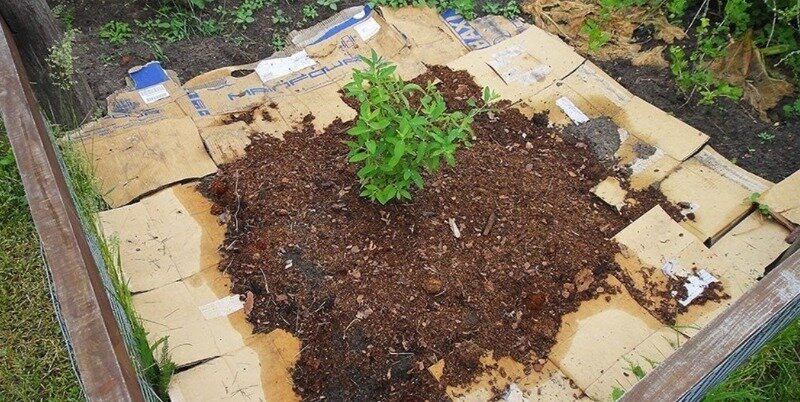 Фото bg.gardendecorgalore.com