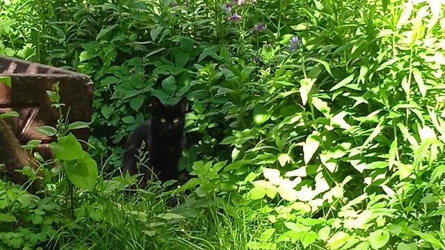 Маленький ценитель зелени во дворе. Ещё фото ниже 