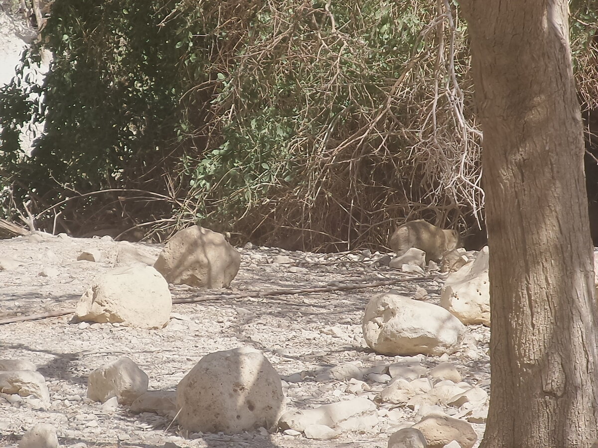 В заповеднике Эйн Геди