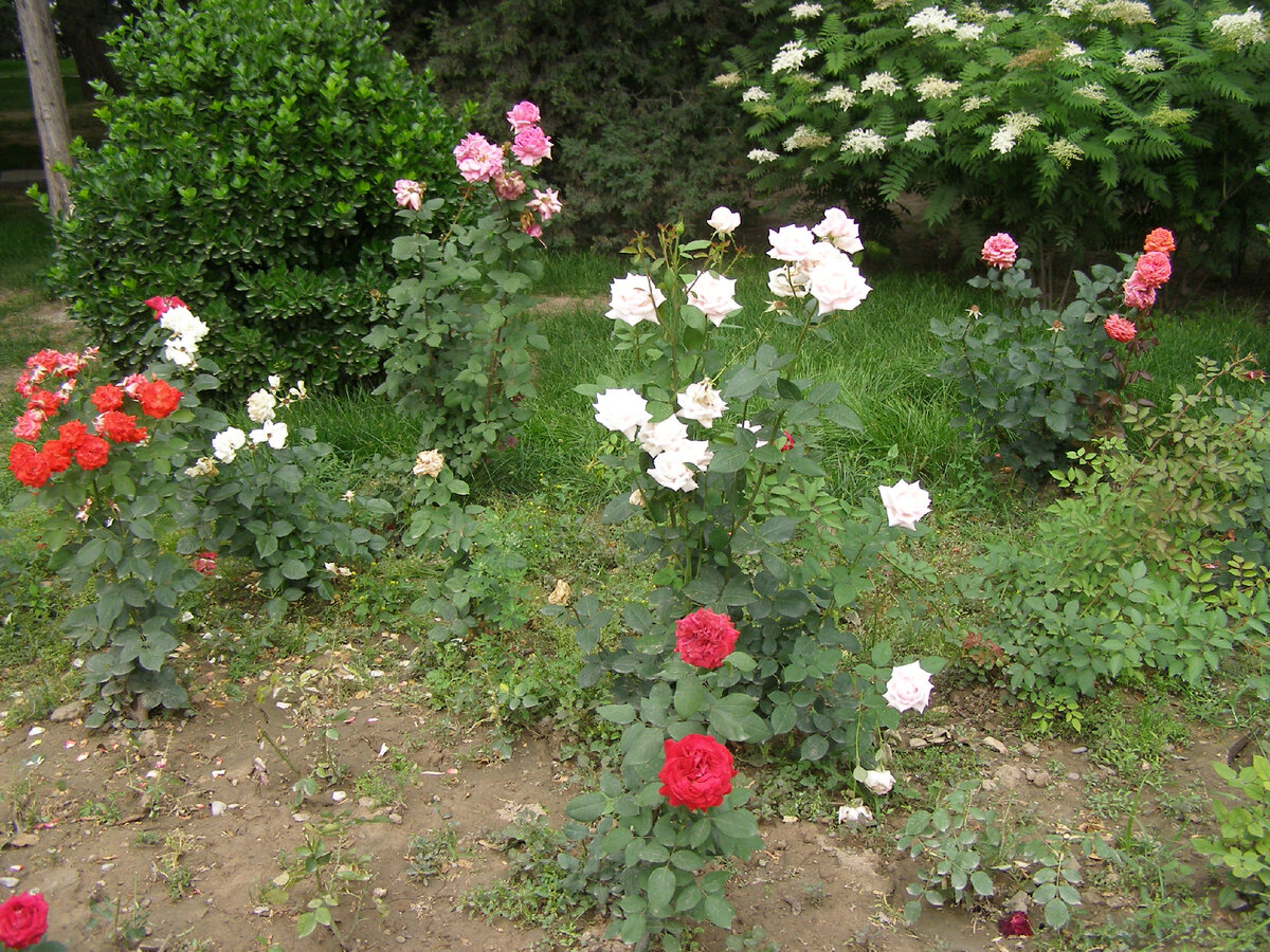 Розы