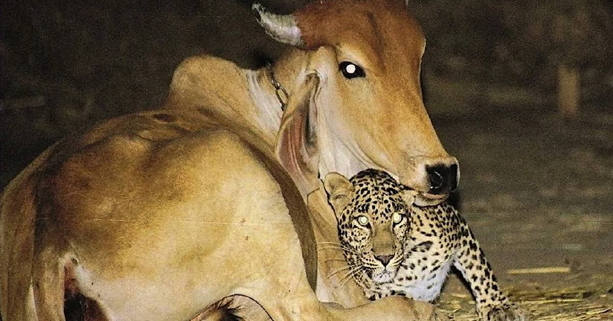 Дружба животных разных видов. Необычная Дружба диких животных. Необычная Дружба среди животных. Леопард приходит к корове которая его выкормила.