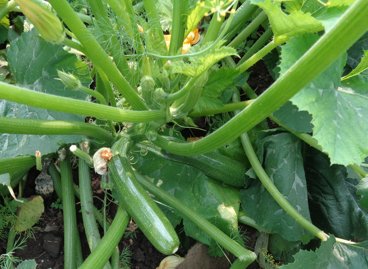 Куда кабачки девать? Приготовьте очень простое, но вкусное рагу!