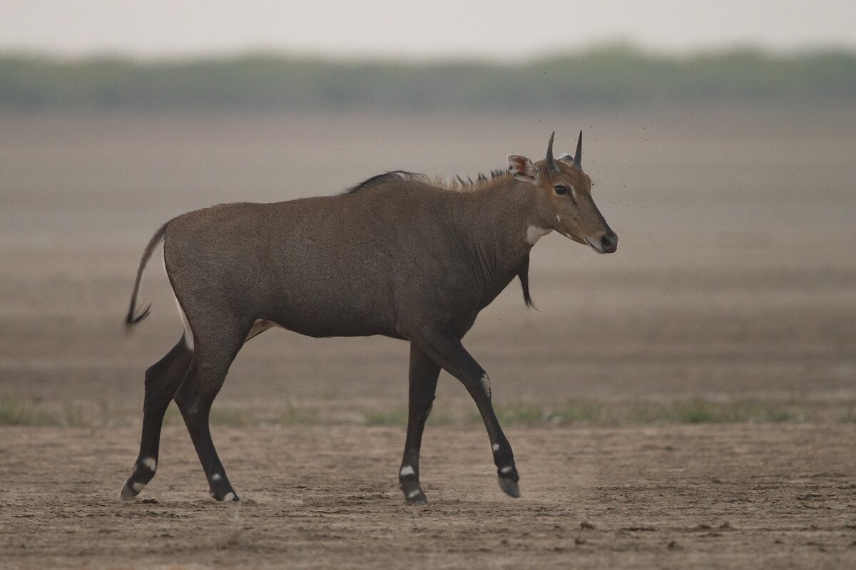 Антилопа нильгау.