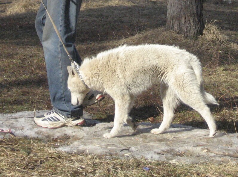 Плохо выращенная собака