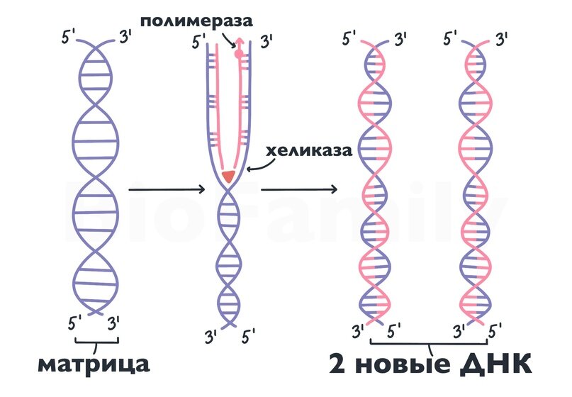 репликация