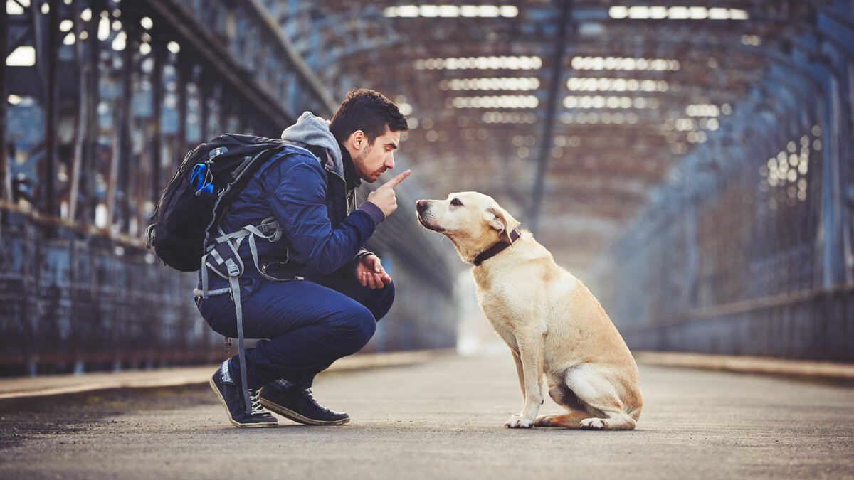 Почему собаки едят фекалии?