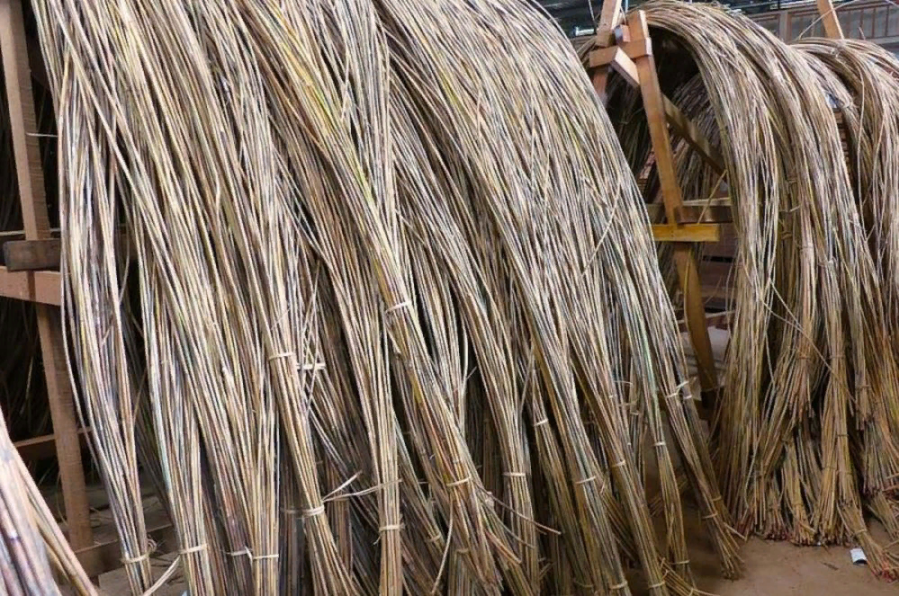 Ротанг дерево. Каламус ротанговая Пальма. Ротанг натуральный для плетения. Ротанг материал для плетения.