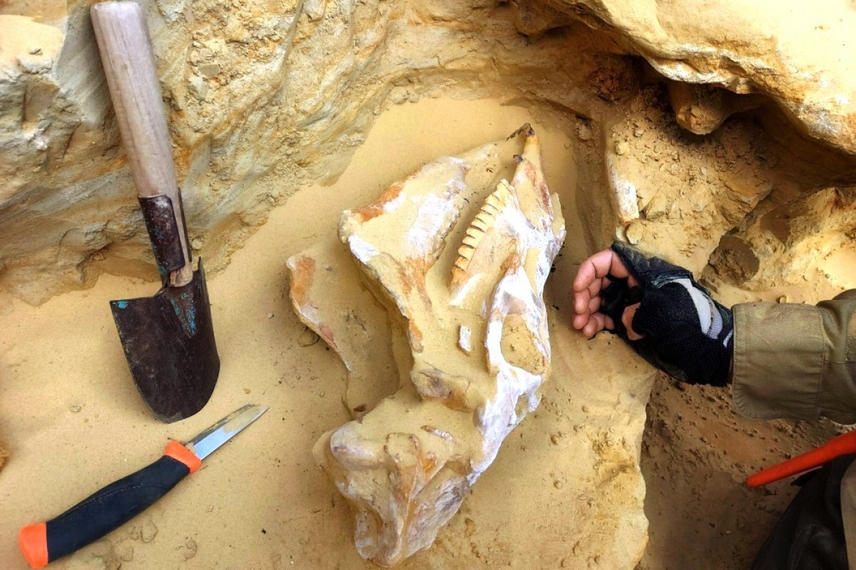    На черепе древней лошади сохранились и верхний, и нижний ряды зубов.