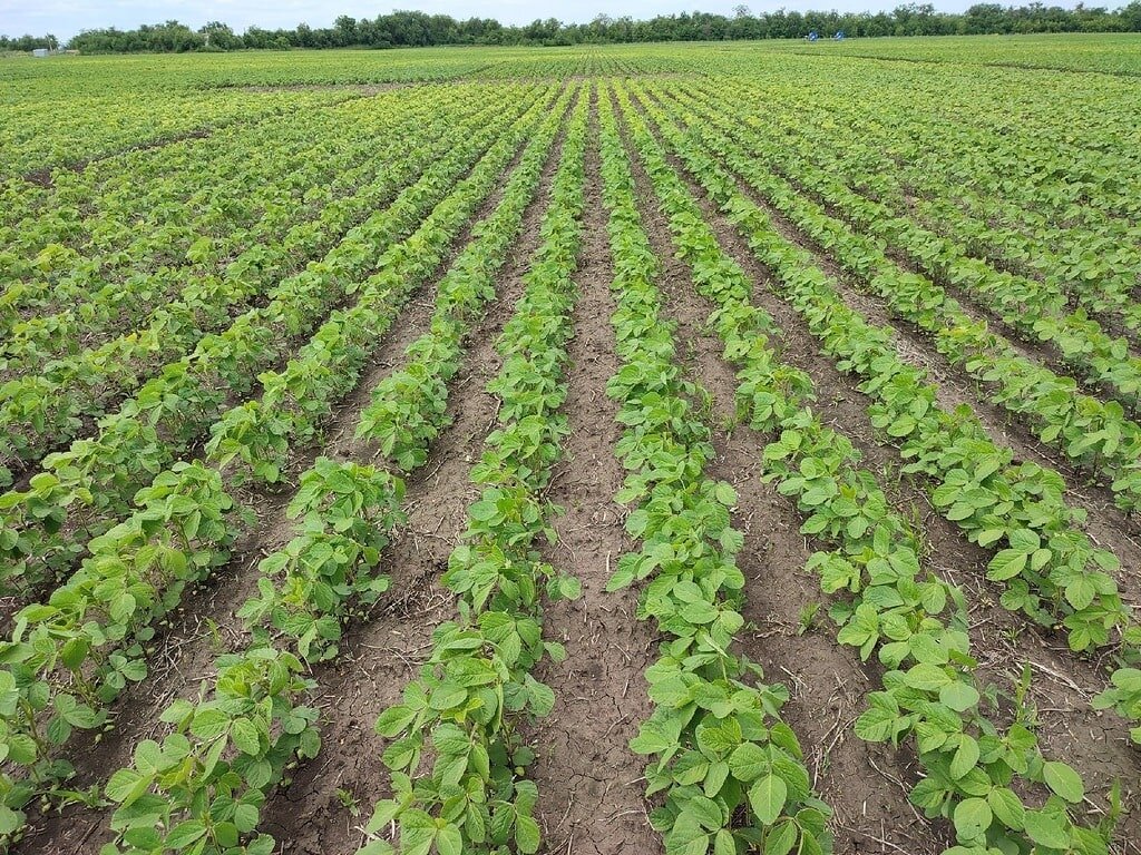    Лауреаты и лидеры Соевого Демо-Полигона